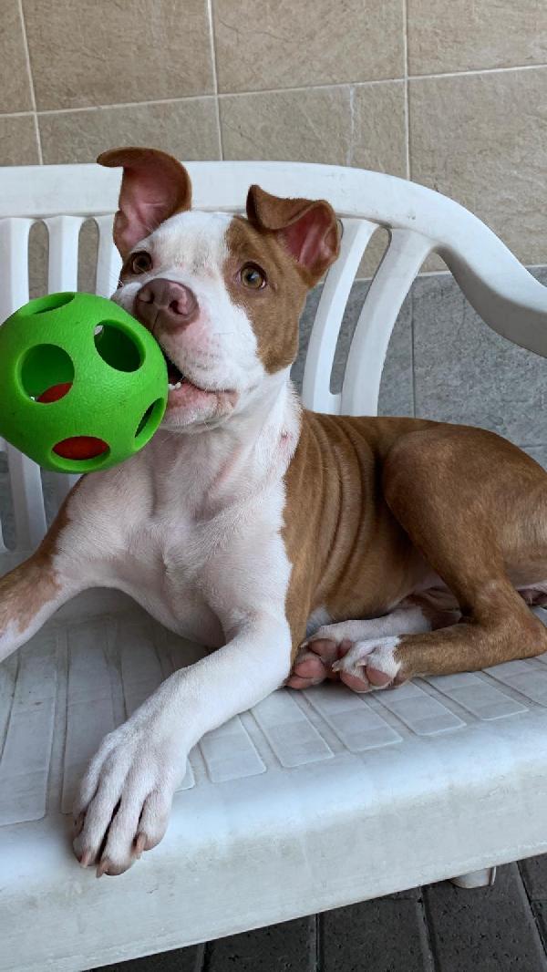 NALA BELLISSIMA CUCCIOLA Foto 3